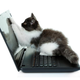 Illustration for article titled 8 Questions About Dells Cat Urine Recall
